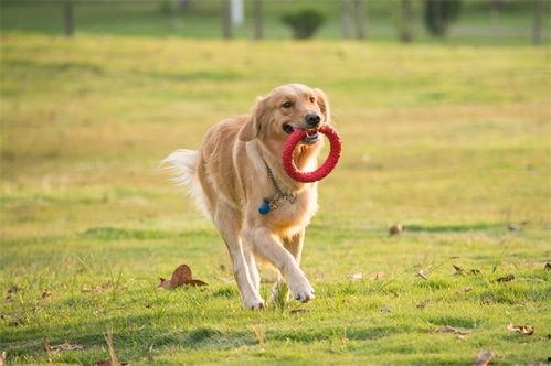 狗狗最新爆料视频播放,揭秘宠物界的秘密生活