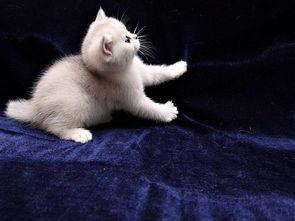 小猫老弟爆料视频,幕后真相大曝光! 第2张 小猫老弟爆料视频,幕后真相大曝光! 第2张